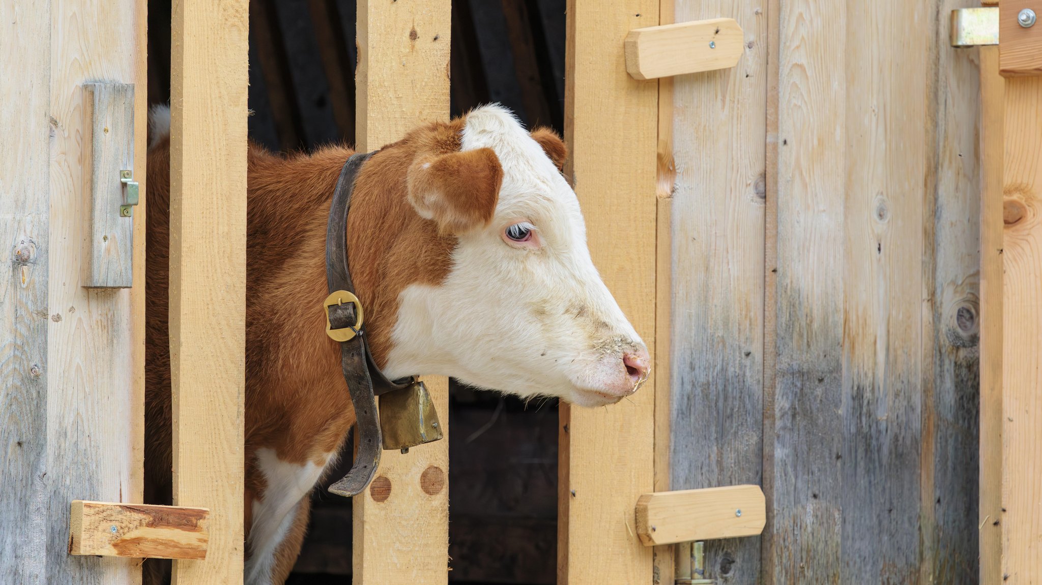 Symbolbild: Ein Holstein Friesian Kalb steckt seinen Kopf durch ein Holzgitter in der Stallwand und schaut hinaus. | Bild: picture alliance / imageBROKER | photoholic Symbolbild: Ein Holstein Friesian Kalb steckt seinen Kopf durch ein Holzgitter in der Stallwand und schaut hinaus.