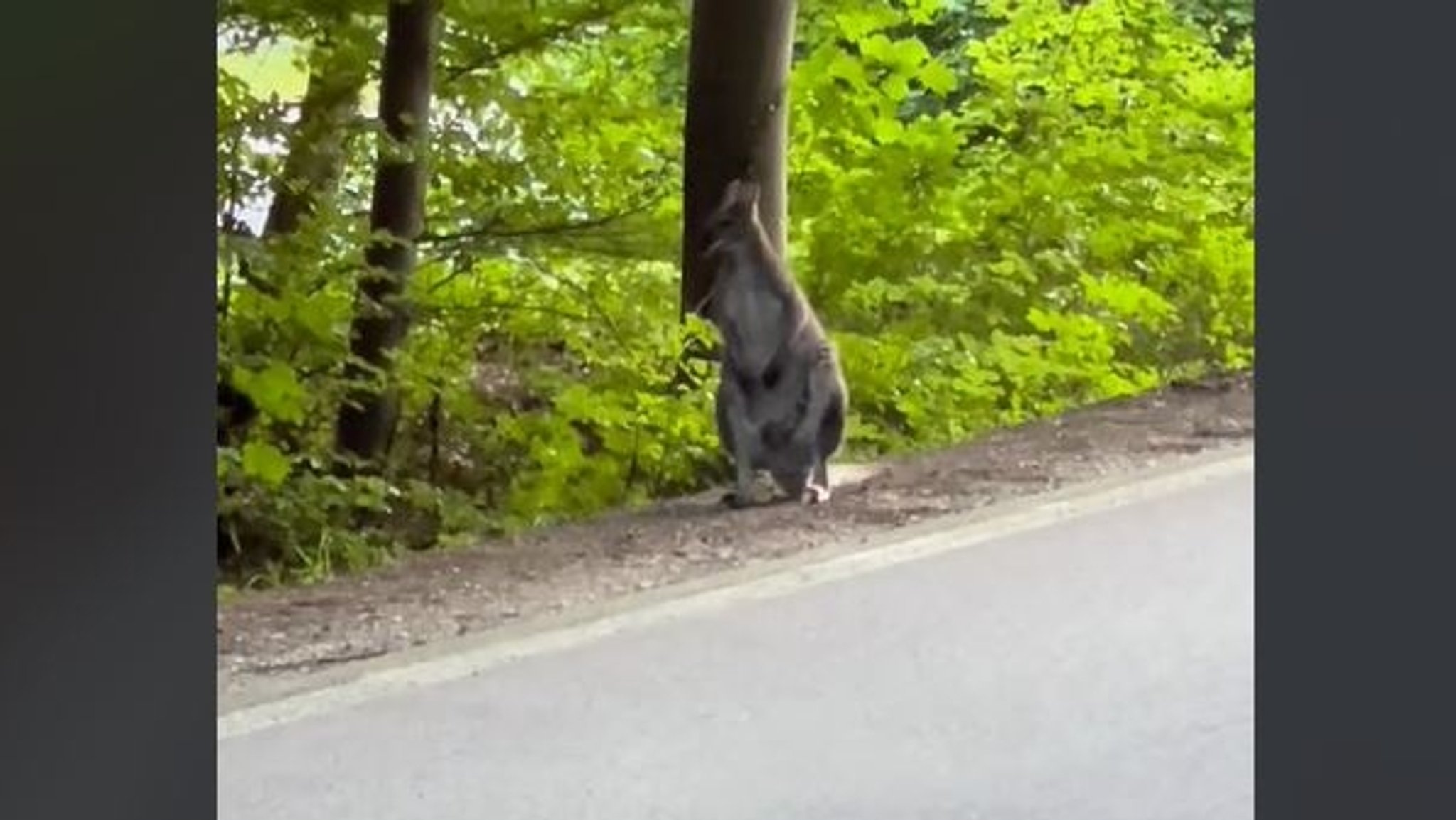 Känguru am Straßenrand entdeckt. Screenshot aus dem TikTok-Clip.