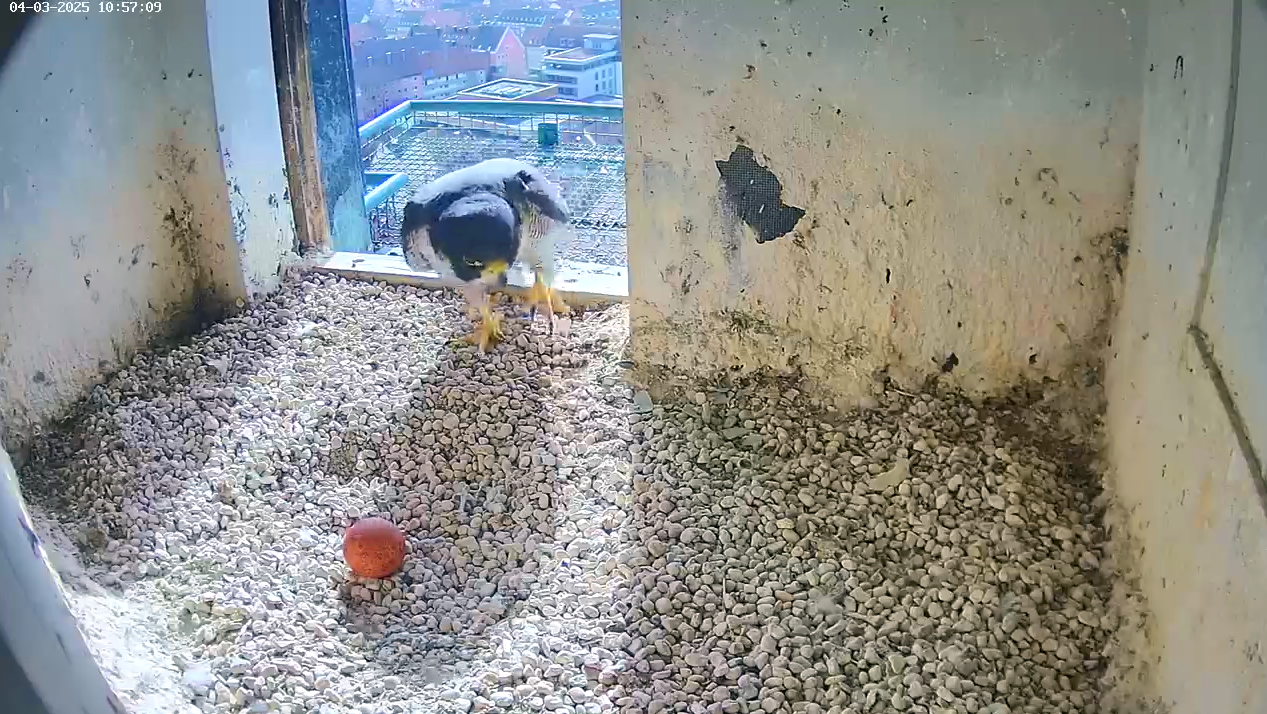 Ein Wanderfalke kommt in die Brutstätte in der Nürnberger Kaiserburg.