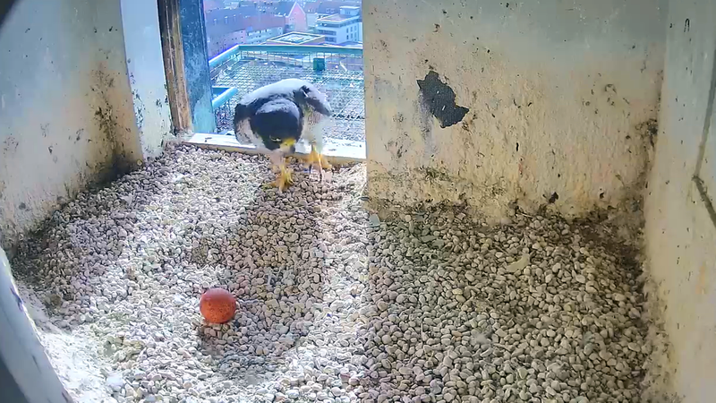 Ein Wanderfalke kommt in die Brutstätte in der Nürnberger Kaiserburg. | Bild: Regierung von Mittelfranken/Lebensraum Burg Ein Wanderfalke kommt in die Brutstätte in der Nürnberger Kaiserburg.