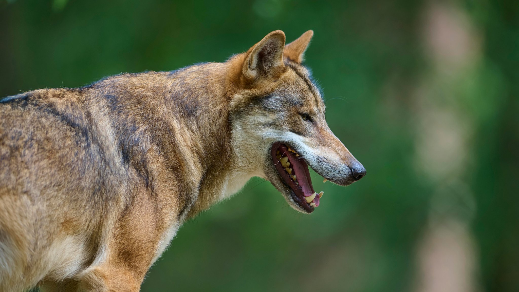 Europäischer Wolf (Symbolbild) | Bild: picture alliance / imageBROKER | Raimund Linke Europäischer Wolf (Symbolbild)