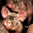 Tierwohl vs. Machbarkeit: Landwirtschaft im Umbruch | Bild: BR/rbb/PETA Deutschland e.V.