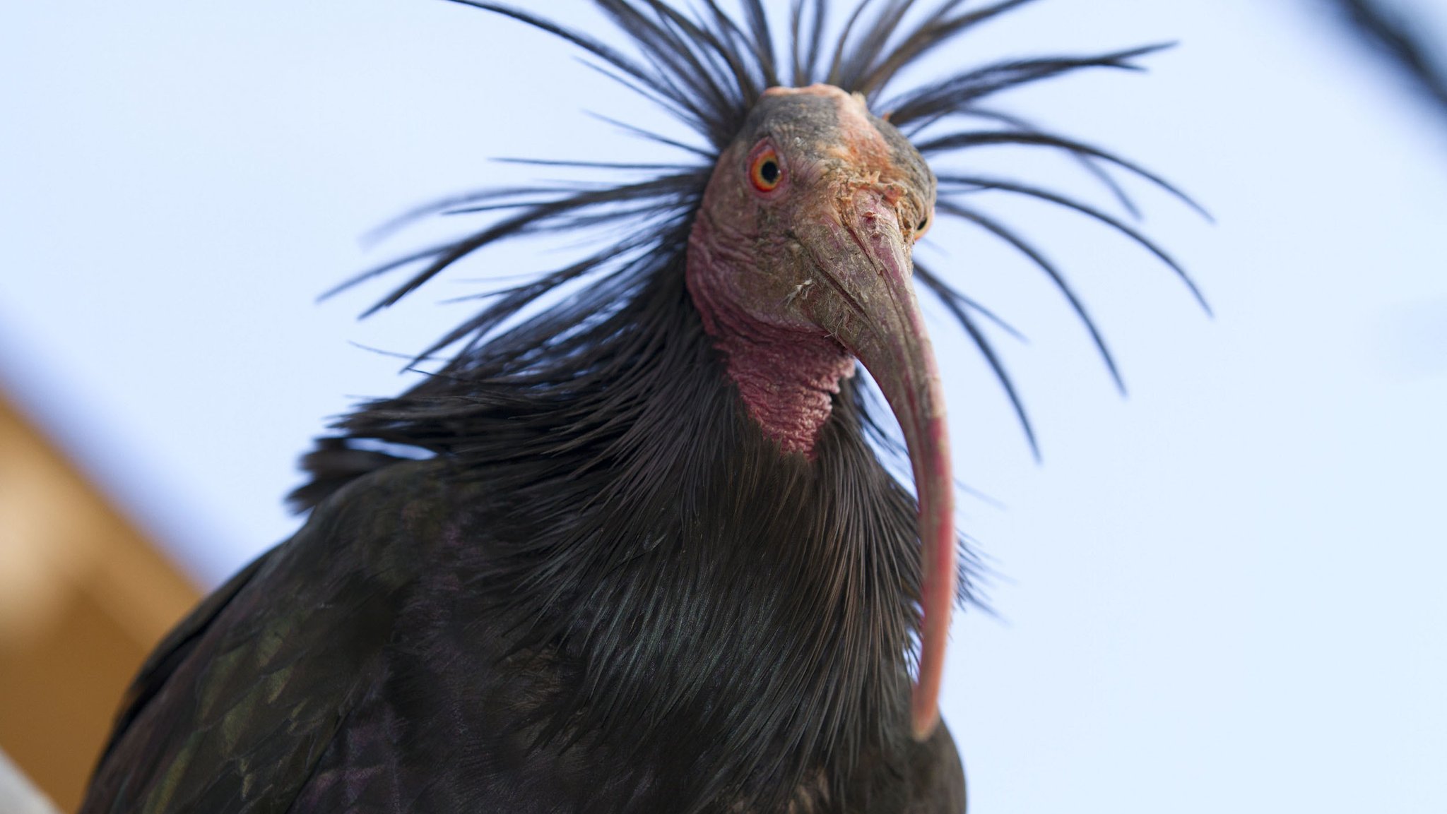 Das Waldrapp-Weibchen „Goja“ lebt in der oberbayerischen Brutkolonie Burghausen des Life+-Projekts "Reason for Hope".