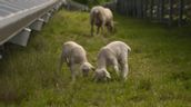 Ein Schaf und zwei Lämmer grasen neben Photovoltaik-Anlagen. | Bild:BR