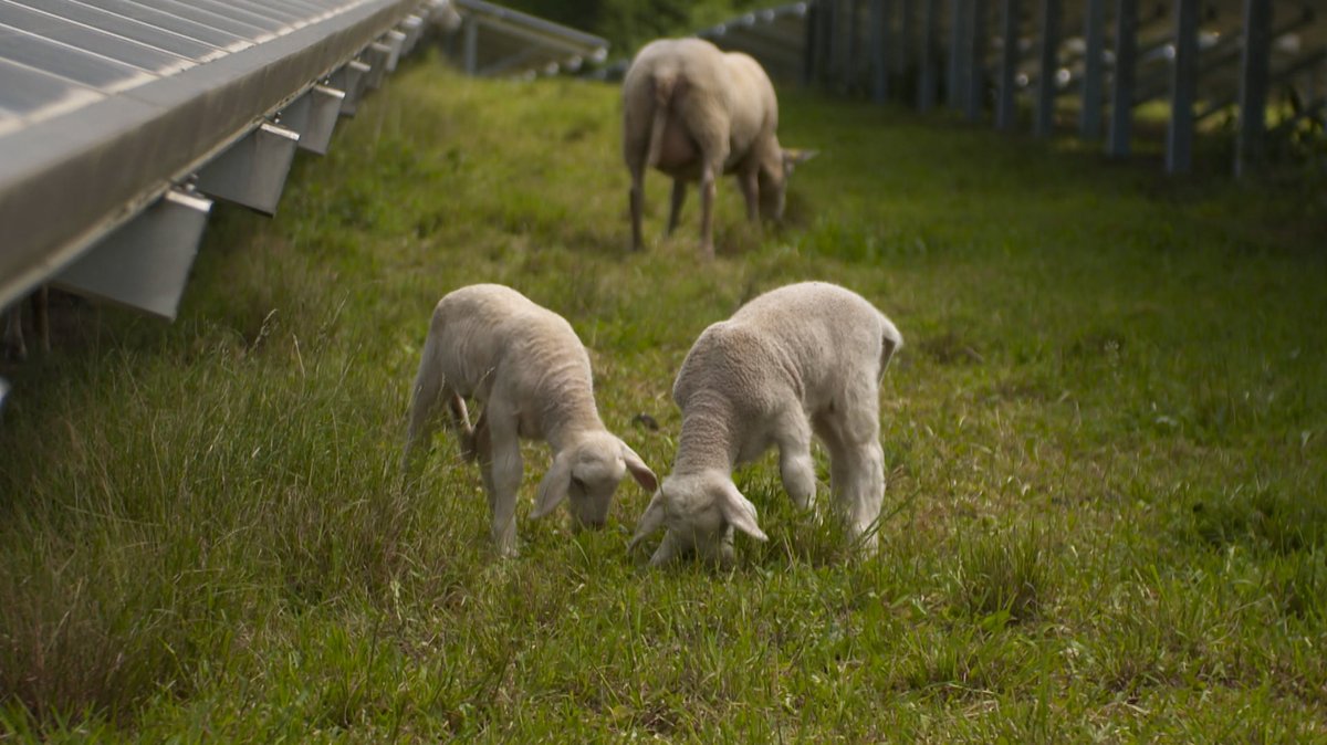Ein Schaf und zwei Lämmer grasen neben Photovoltaik-Anlagen.