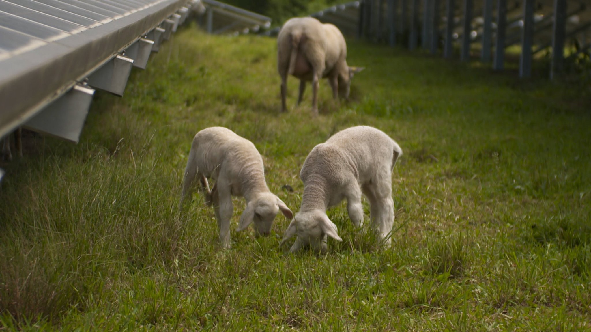 Ein Schaf und zwei Lämmer grasen neben Photovoltaik-Anlagen.