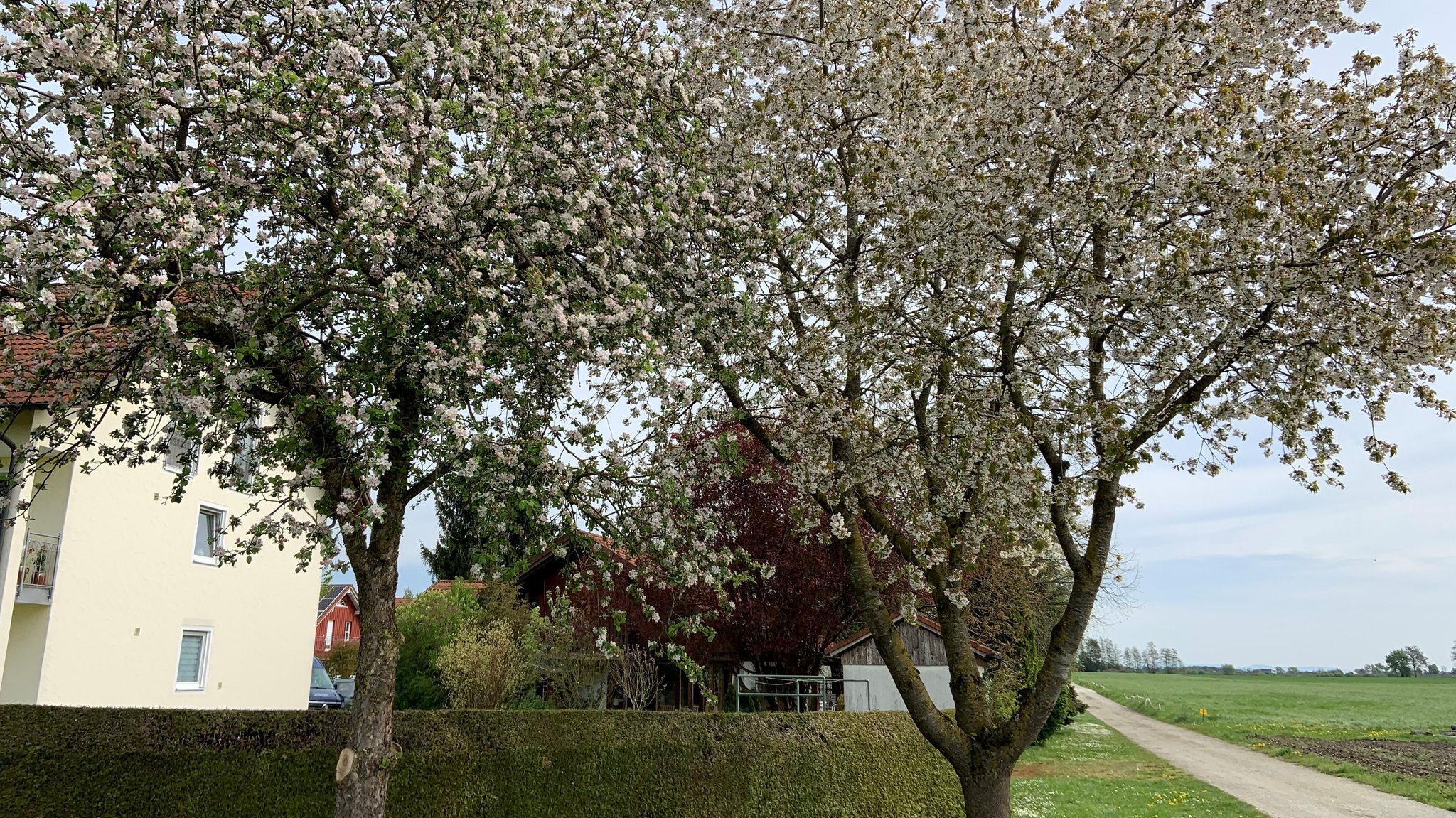 Streuobstbäume an der Straße nahe Ingrid Hopfingers Laden