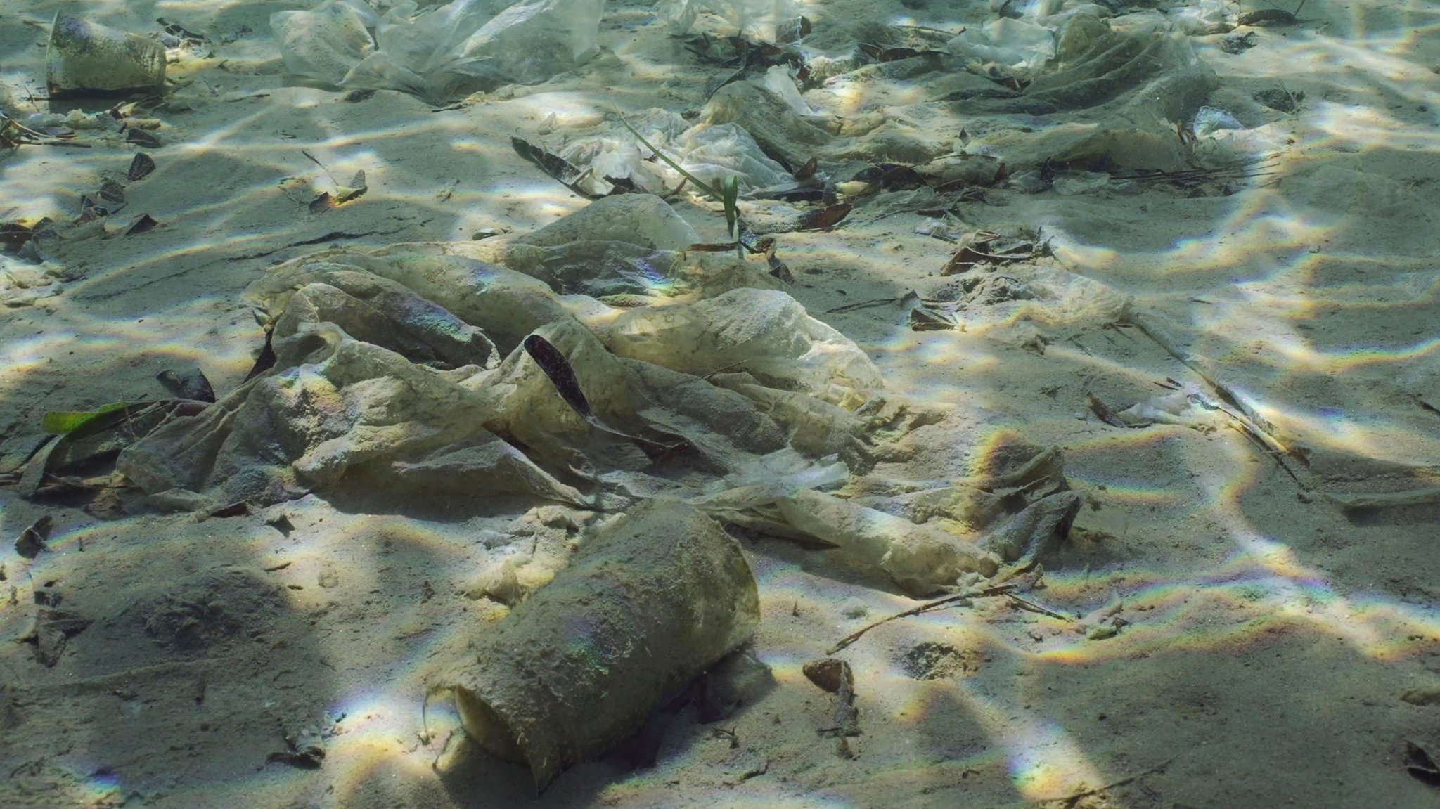 Forscher entdecken weiteren plastikfressenden Pilz im Meer