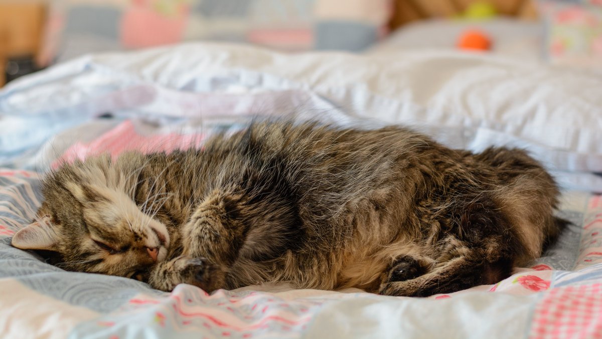 Bestes Beispiel für ein kleines Tier, das gerne im Liegen schläft: die Katze.