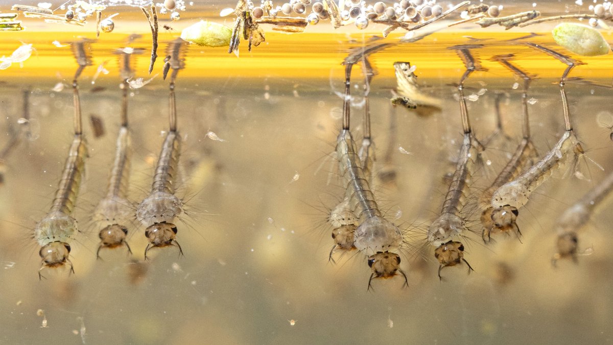 Warum zurzeit so viele Stechmücken in Bayern unterwegs sind