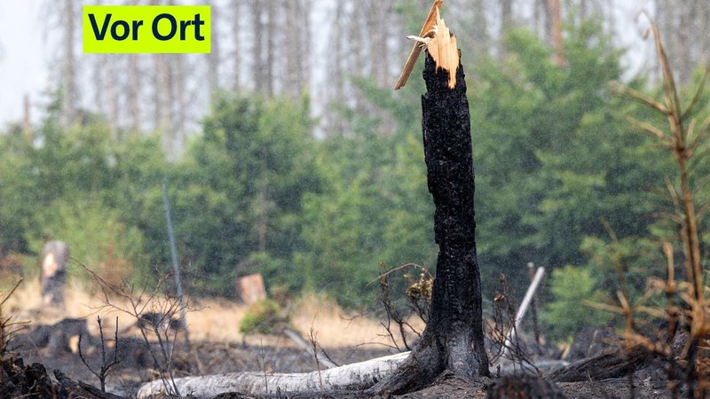 Abgebrannter Baum | Bild: picture alliance/dpa | Michael Reichel Abgebrannter Baum