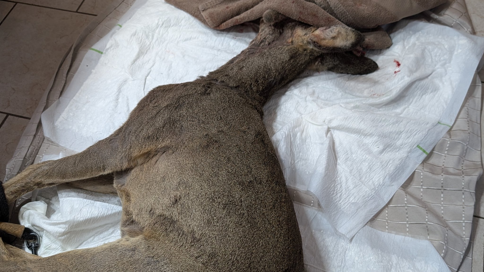 Verletzter Rehbock im Hofer Zoo