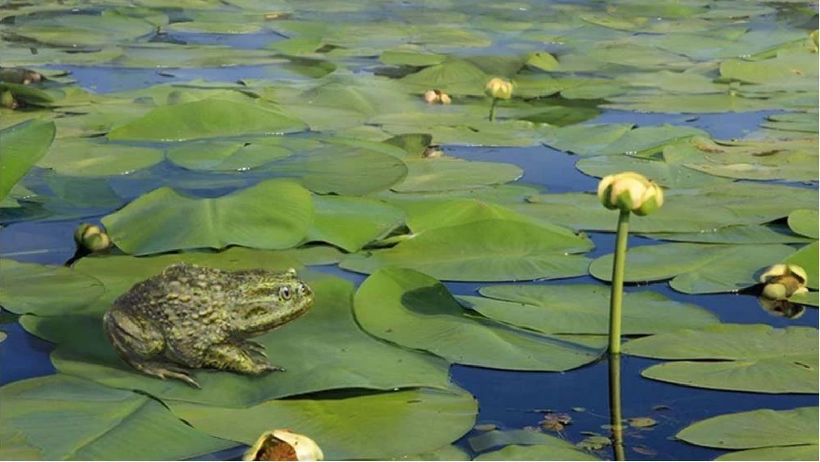 Als Es In Der Antarktis Noch Frosche Gab Br24