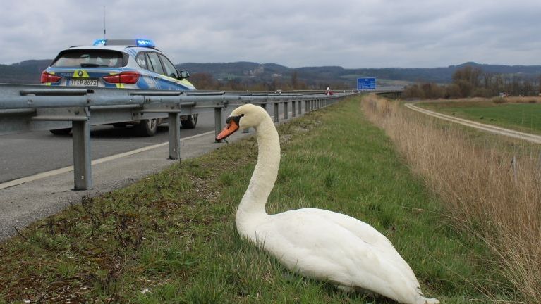 Polizei Rettet Verletzten Schwan Br24