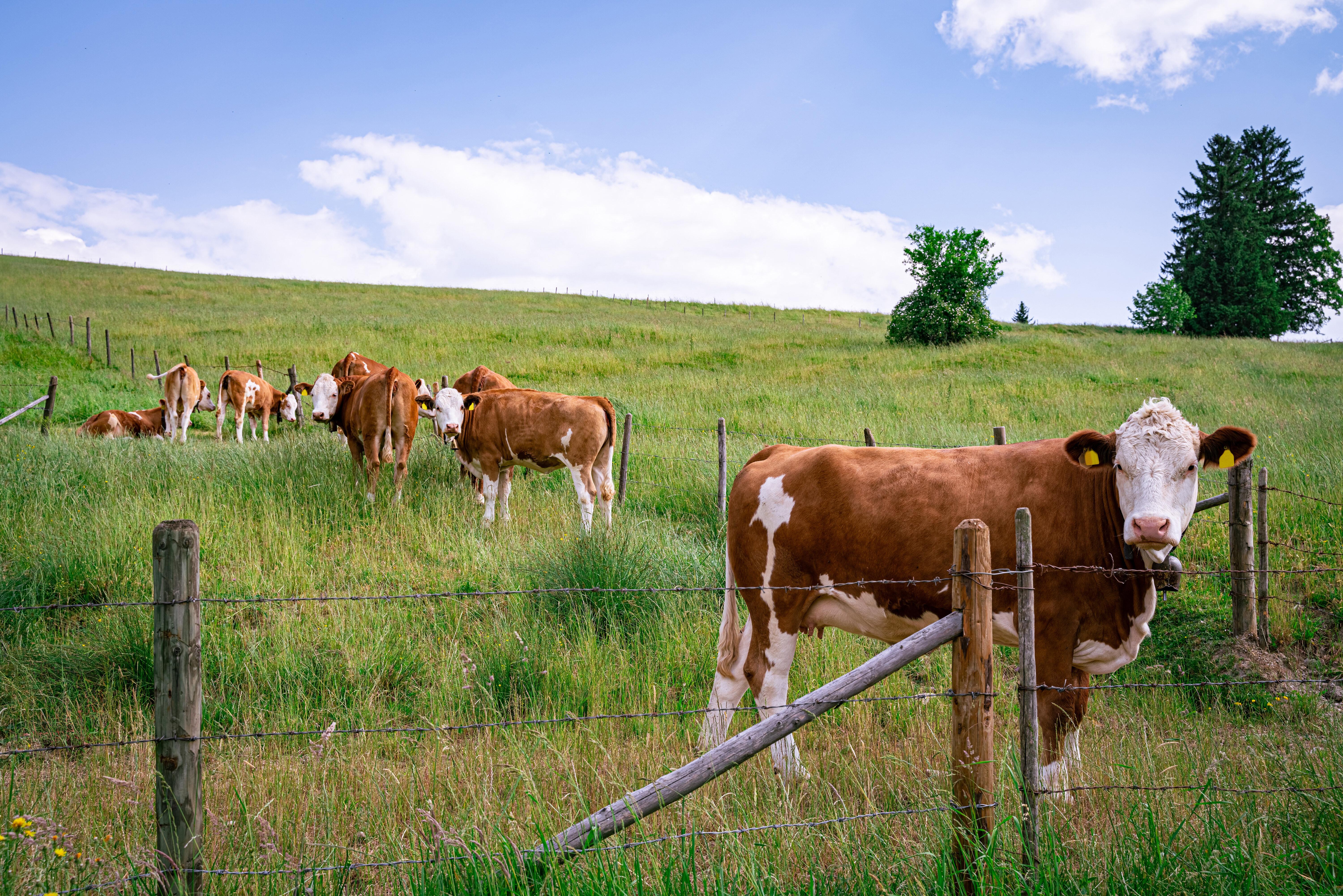 Junges Fleckvieh auf einer Weide