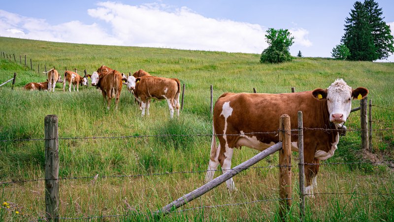 Junges Fleckvieh auf einer Weide | Bild: picture alliance / Countrypixel | FRP Junges Fleckvieh auf einer Weide