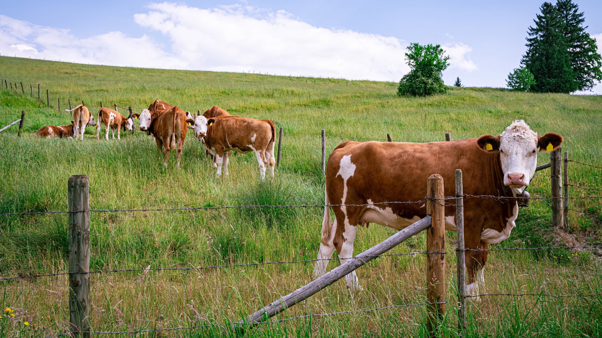 Junges Fleckvieh auf einer Weide