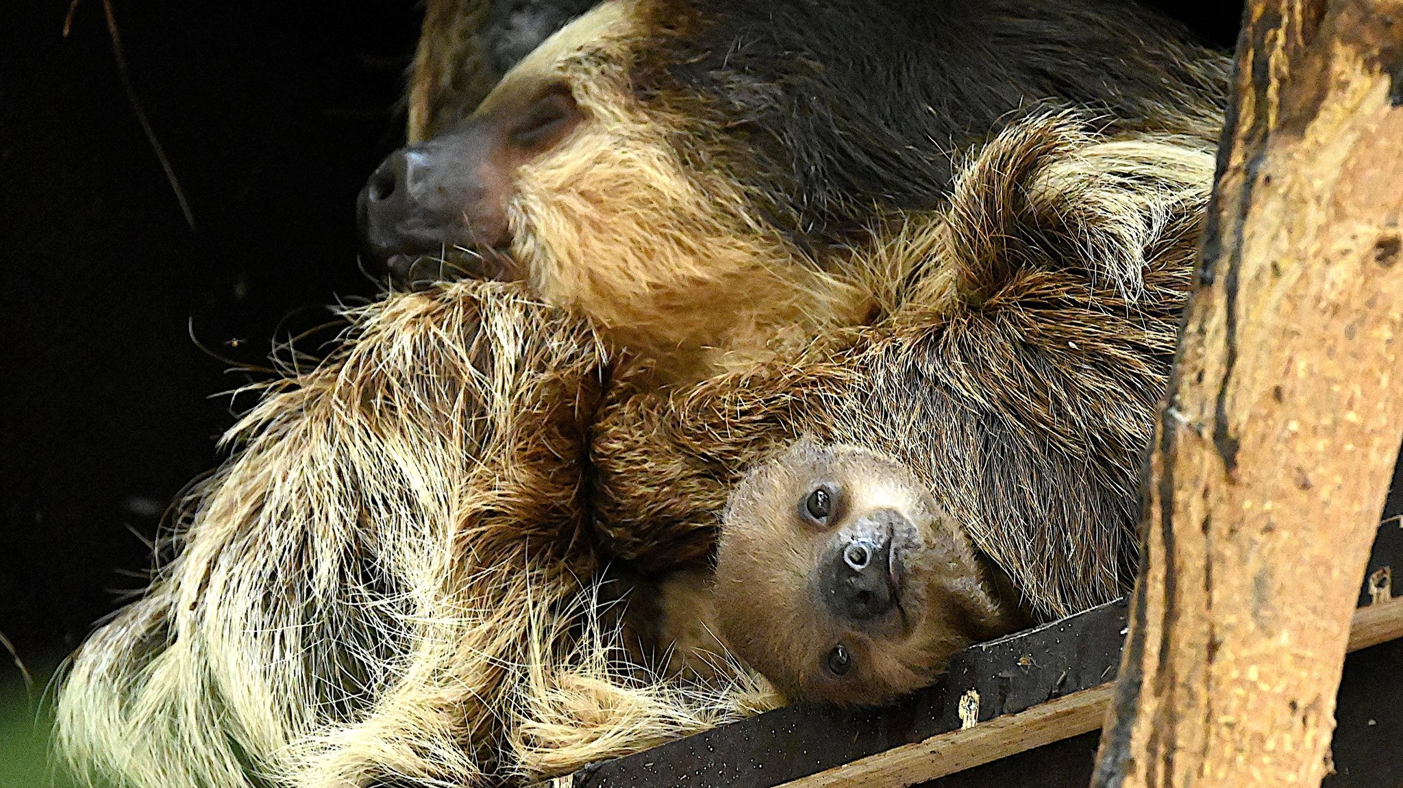 Ein Jahr nach der Geburt des Faultier-Babys im Tierpark Hellabrunn in München steht das Geschlecht nun fest: Es ist ein Weibchen. 