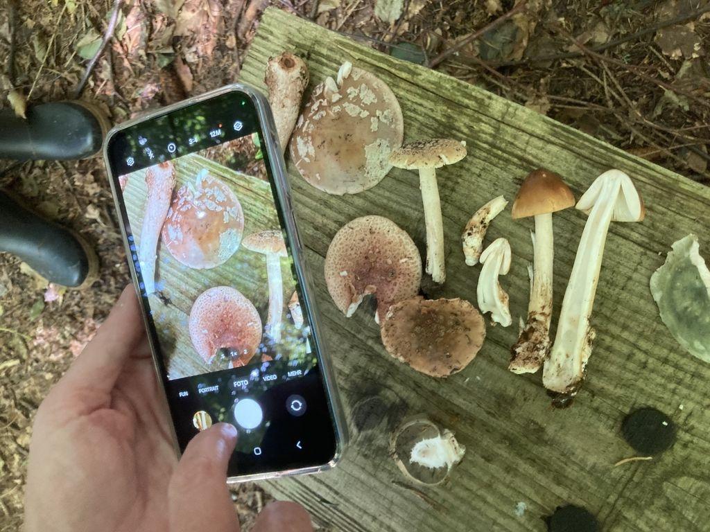 Frau fotografiert mit ihrem Smartphone gesammelte Pilze