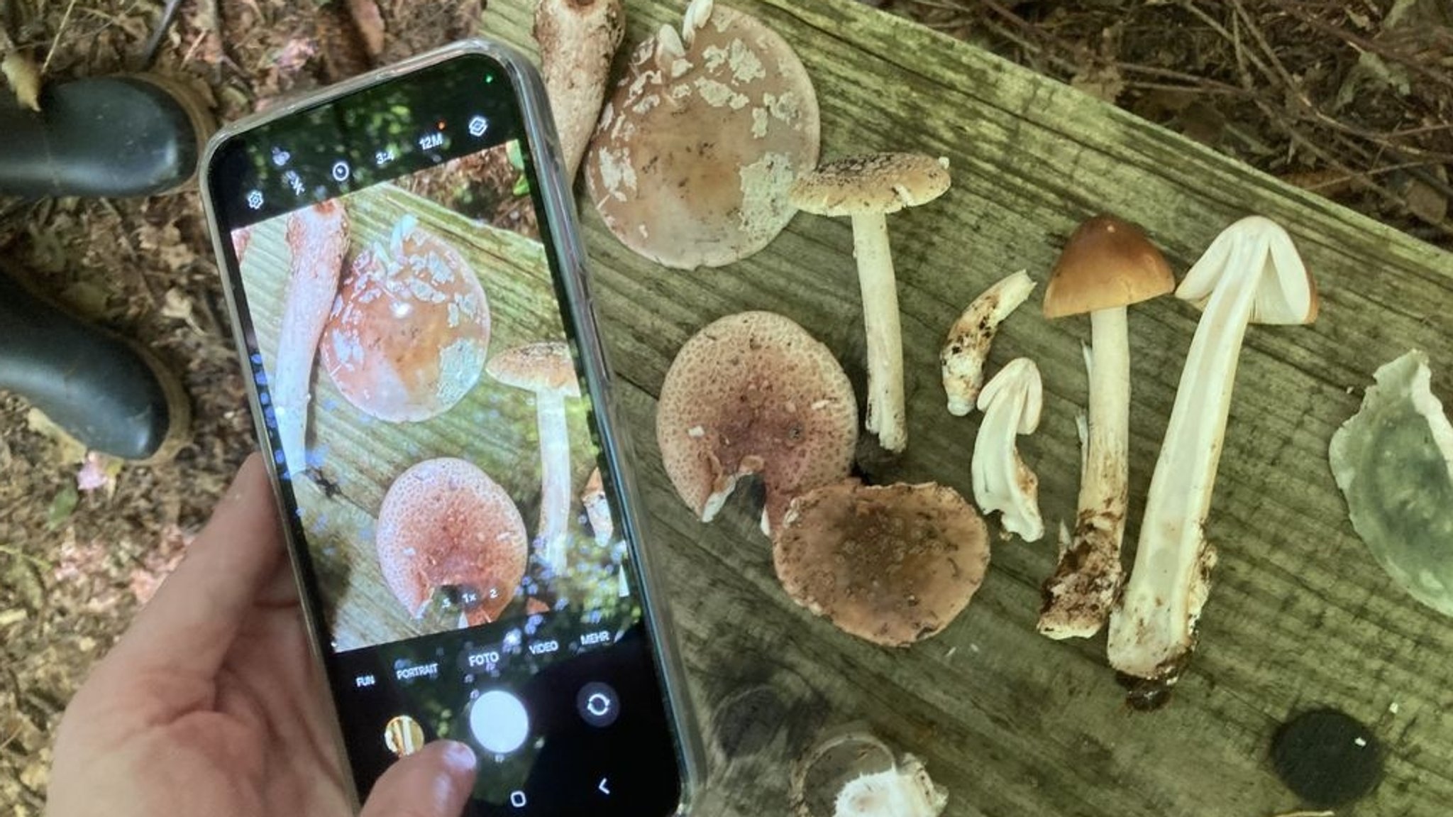 Frau fotografiert mit ihrem Smartphone gesammelte Pilze