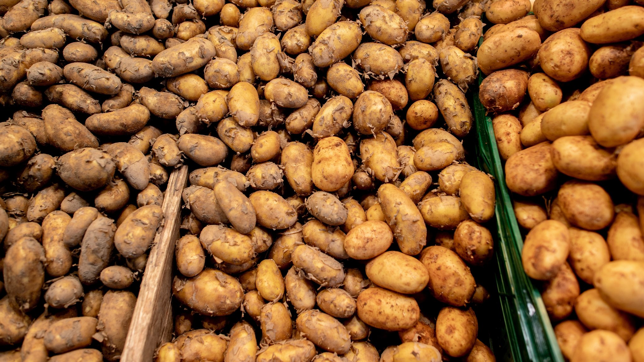 Kartoffelernte in Gefahr? "Brot und Bier gesichert"