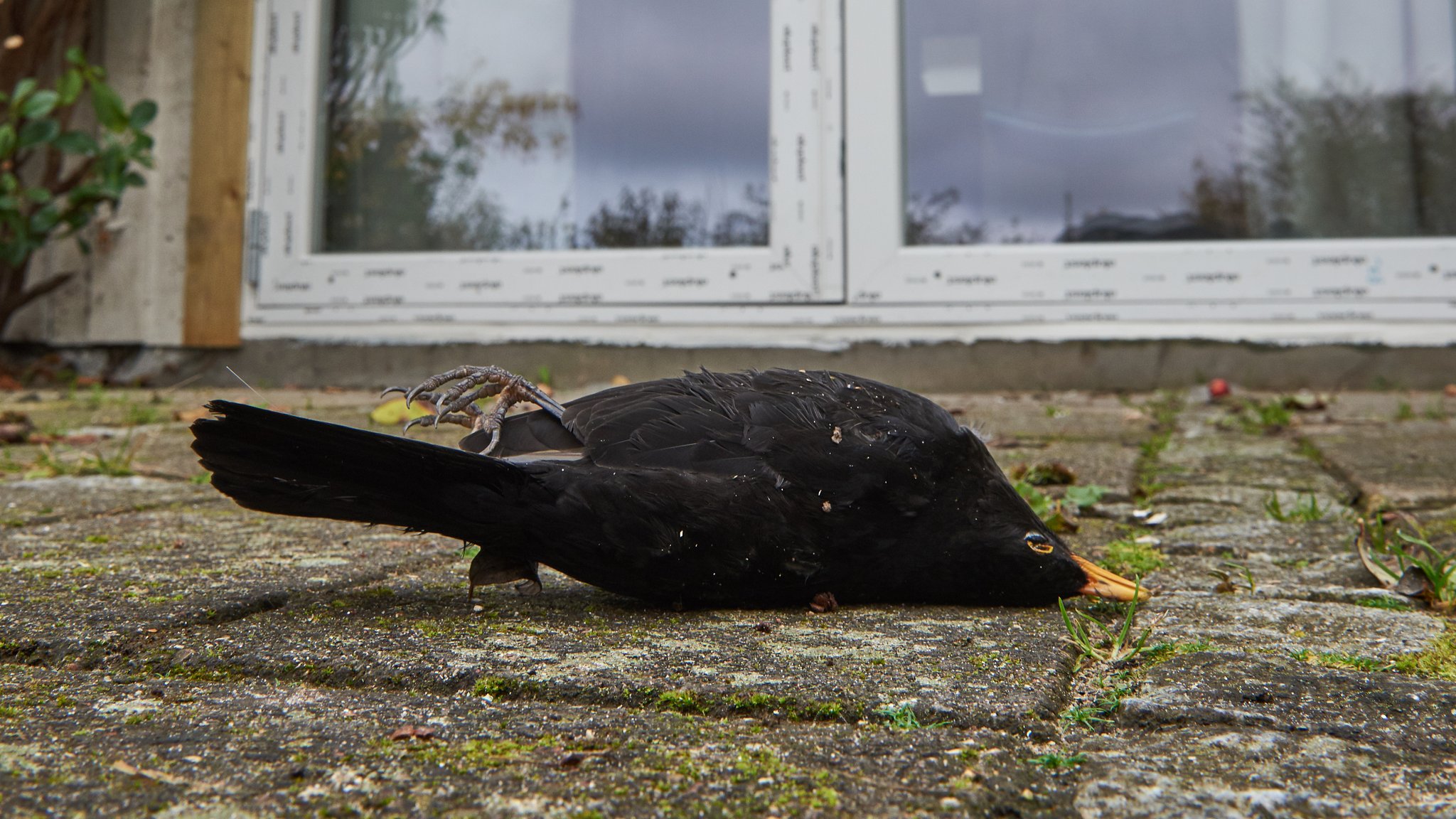 (Symbolbild) Toter Vogel liegt vor einer Fensterscheibe