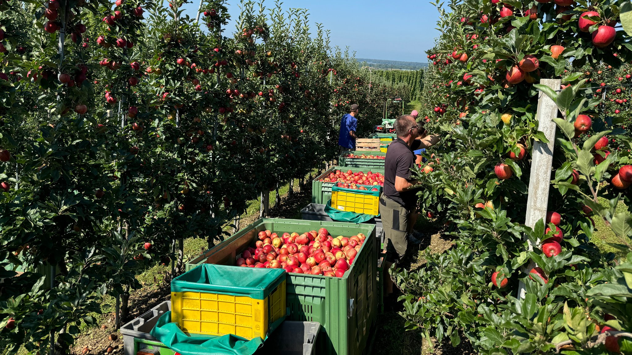 Schlechtes Erntejahr für Äpfel in Europa – außer am Bodensee