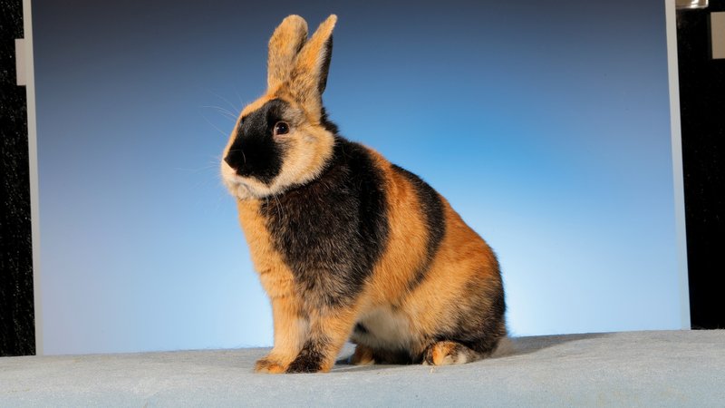 Ein Japaner-Kaninchen mit auffälliger Fellzeichnung.