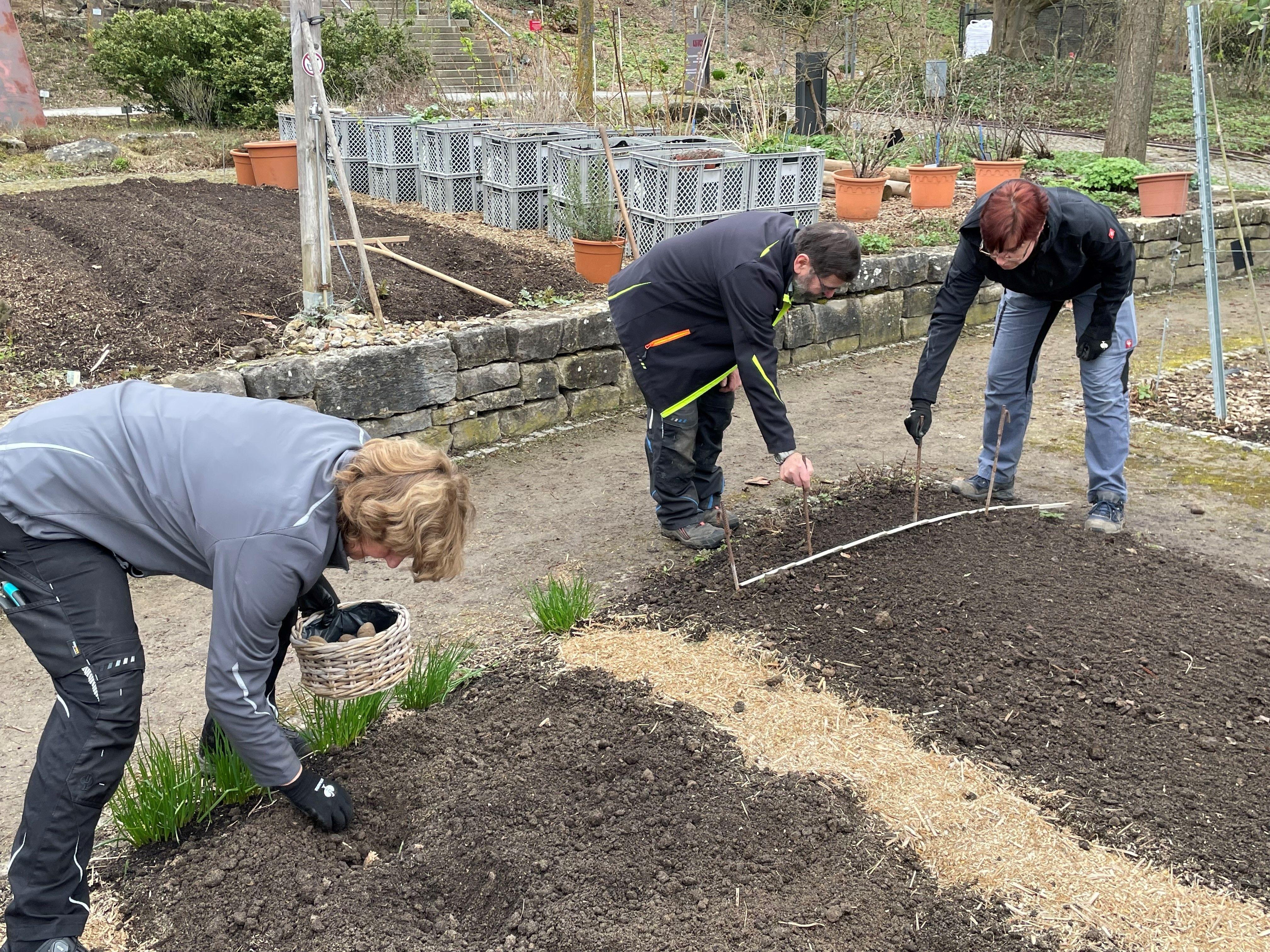 Mitarbeiter der Landesanstalt für Gartenbau in Veitshöchheim pflanzen Kartoffeln an.