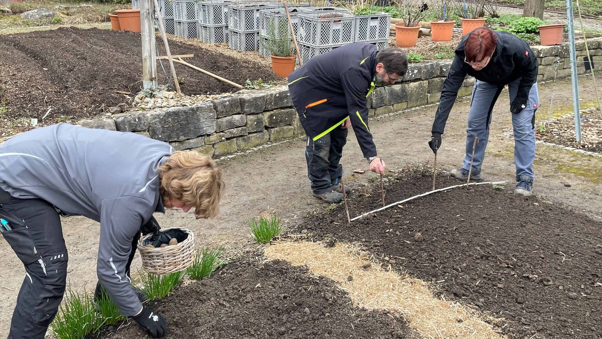 Mitarbeiter der Landesanstalt für Gartenbau in Veitshöchheim pflanzen Kartoffeln an.