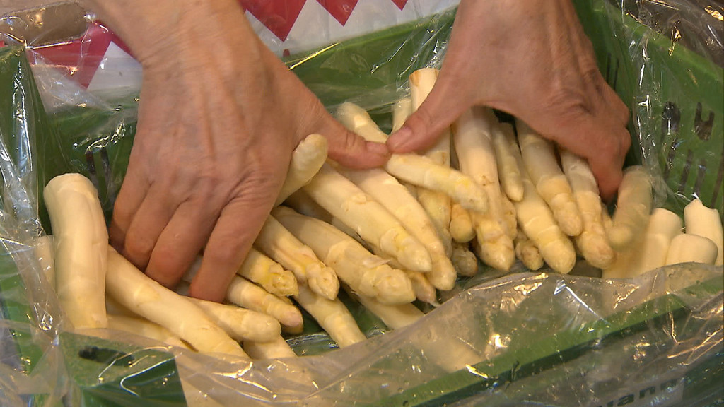 Heuer wird deutlich weniger Spargel als in den Vorjahren. Die bayerischen Spargelbauern rechnen mit einem Minus von bis zu 15 Prozent. Ein Erklärungsversuch: Weil alles teurer geworden ist, halten sich Konsumenten beim Kauf des weißen Goldes zurück. | Bild: BR24 Heuer wird deutlich weniger Spargel als in den Vorjahren. Die bayerischen Spargelbauern rechnen mit einem Minus von bis zu 15 Prozent. Ein Erklärungsversuch: Weil alles teurer geworden ist, halten sich Konsumenten beim Kauf des weißen Goldes zurück.