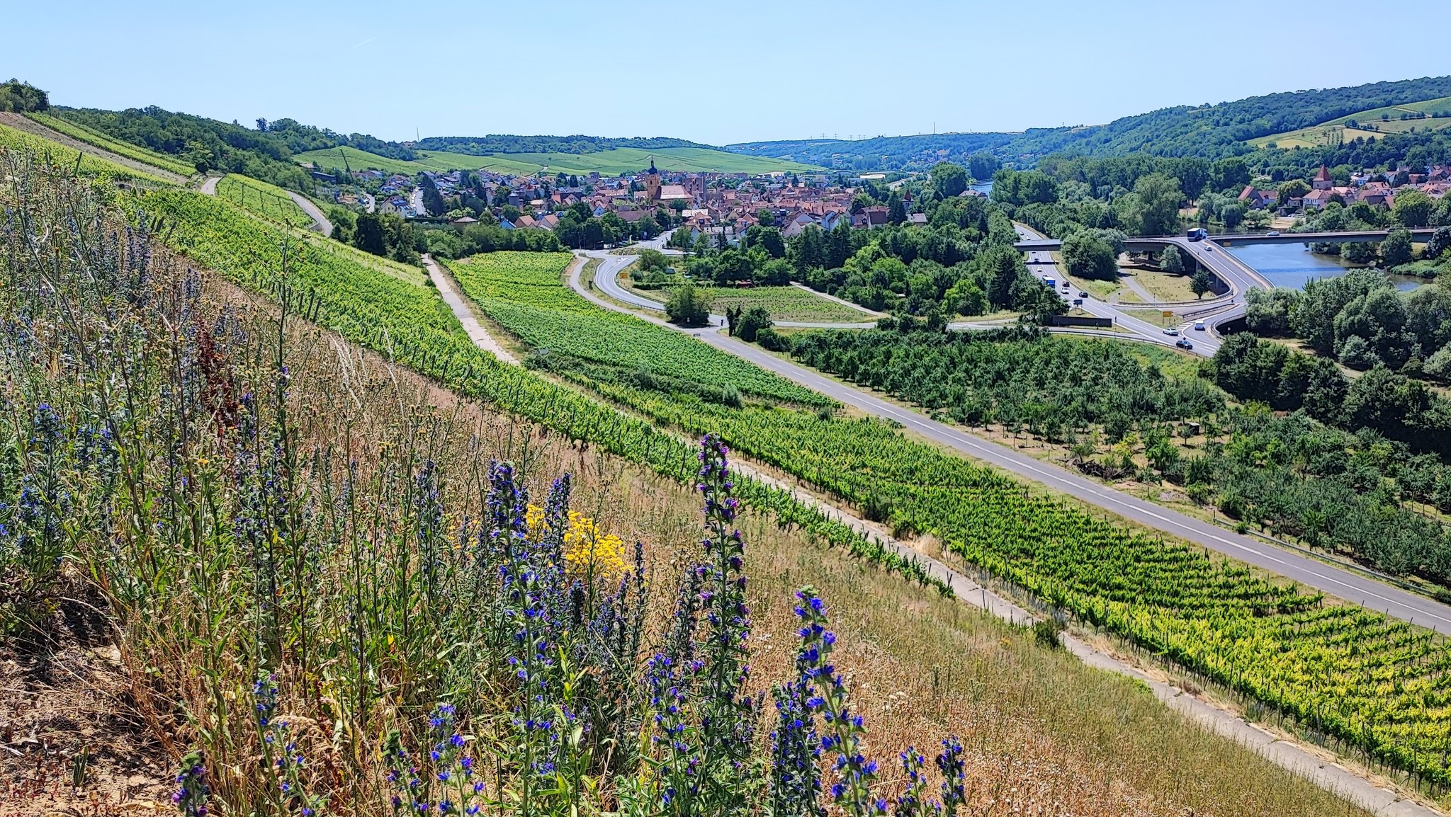 Brachfläche in den  Weinbergen bei Eibelstadt im Landkreis Würzburg.