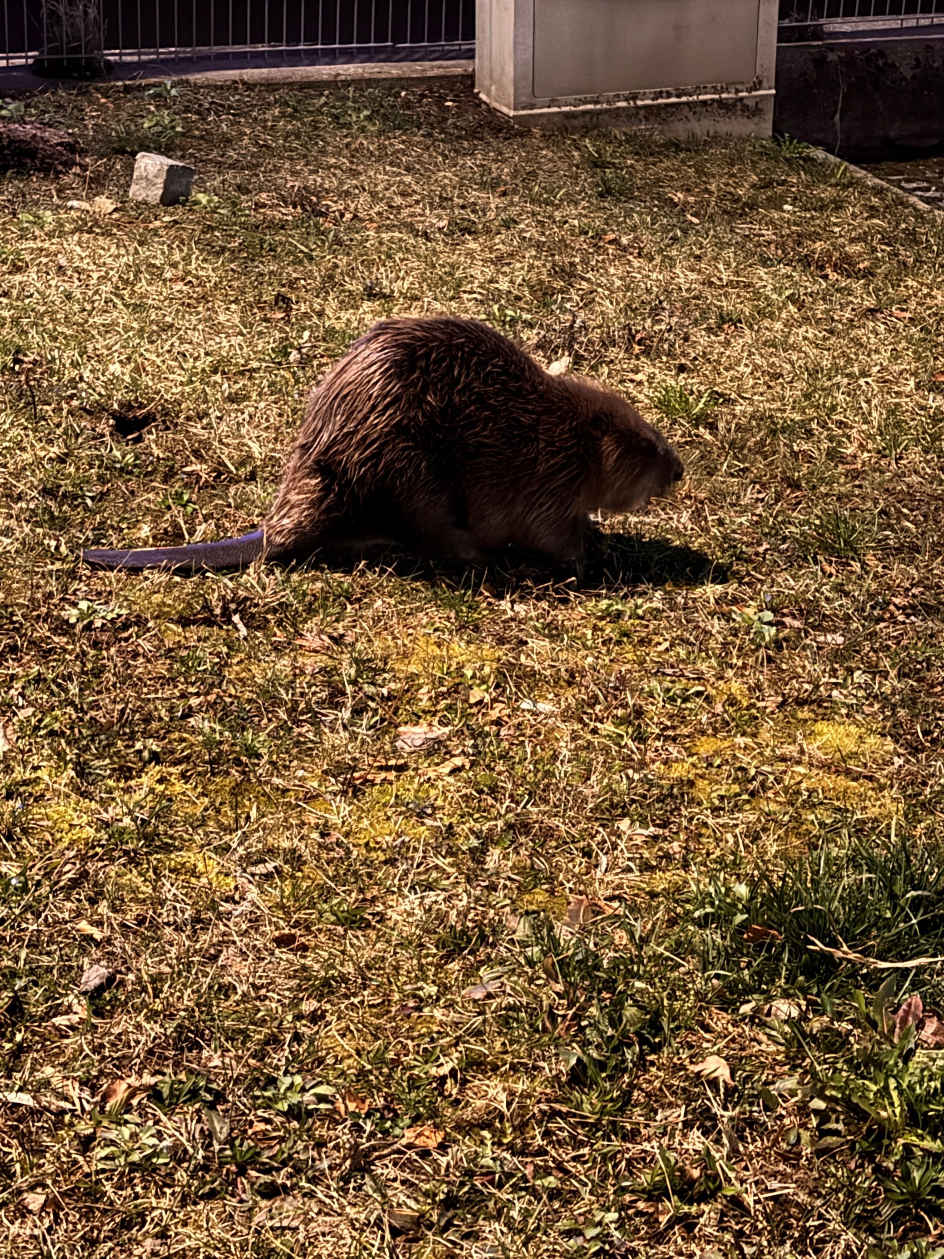 Biber auf Abwegen - auf einem Grünstreifen mitten in der Stadt. 