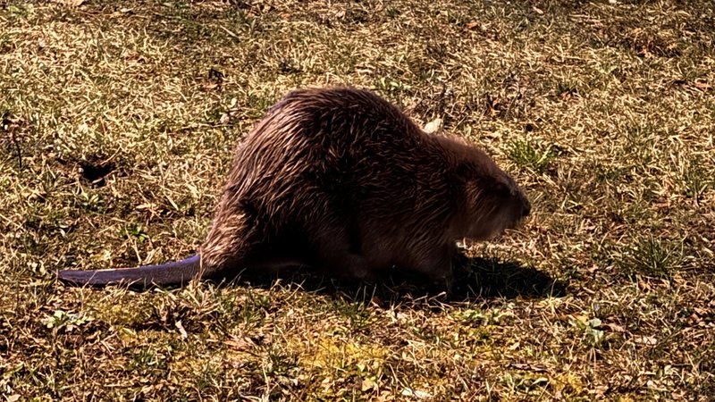 Biber auf Abwegen - auf einem Grünstreifen mitten in der Stadt. | Bild: Dominik Schneider Biber auf Abwegen - auf einem Grünstreifen mitten in der Stadt.