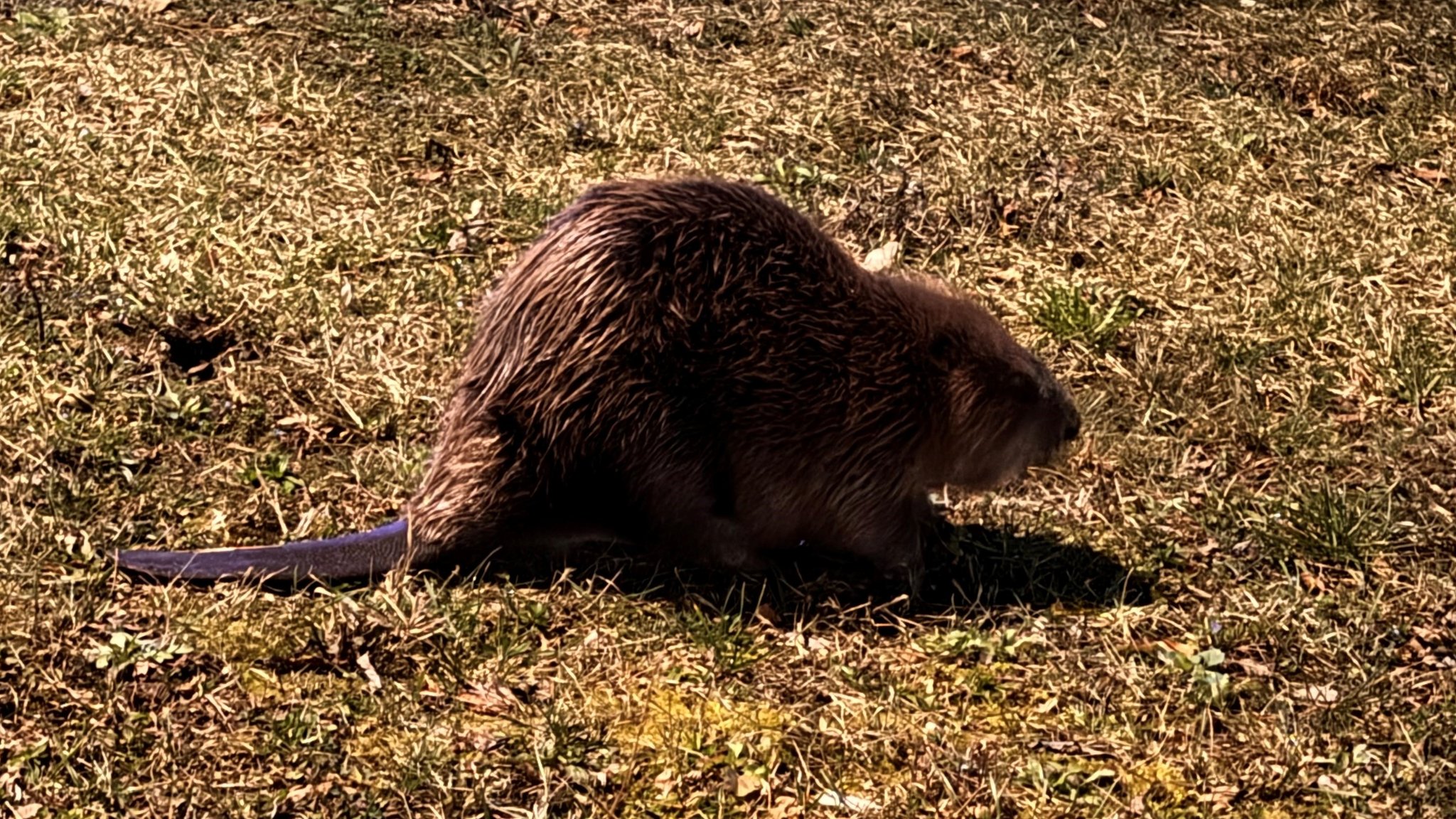 Biber auf Abwegen - auf einem Grünstreifen mitten in der Stadt. 