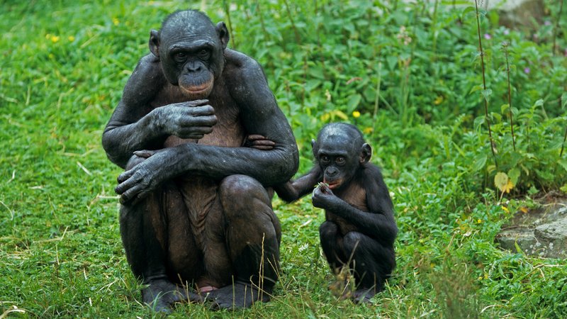 Haben einen Sinn für Fairness: Bonobo mit Jungtier. | Bild: picture alliance / blickwinkel/W. Layer | W. Layer Haben einen Sinn für Fairness: Bonobo mit Jungtier.