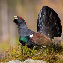 Das Auerhuhn - Der vom Aussterben bedrohte Urvogel | Bild: Colourbox.com/ WildMedia