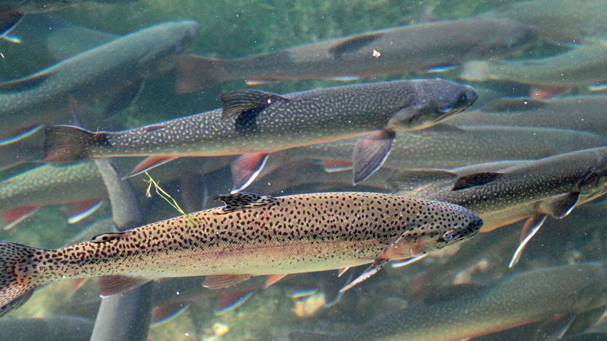 Dreister Diebstahl: 1.500 Fische bei Kaufbeuren geklaut