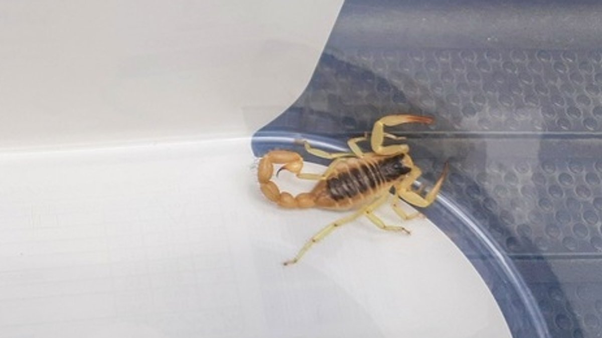 Ein Skorpion am Boden eines Plastikgefäßes