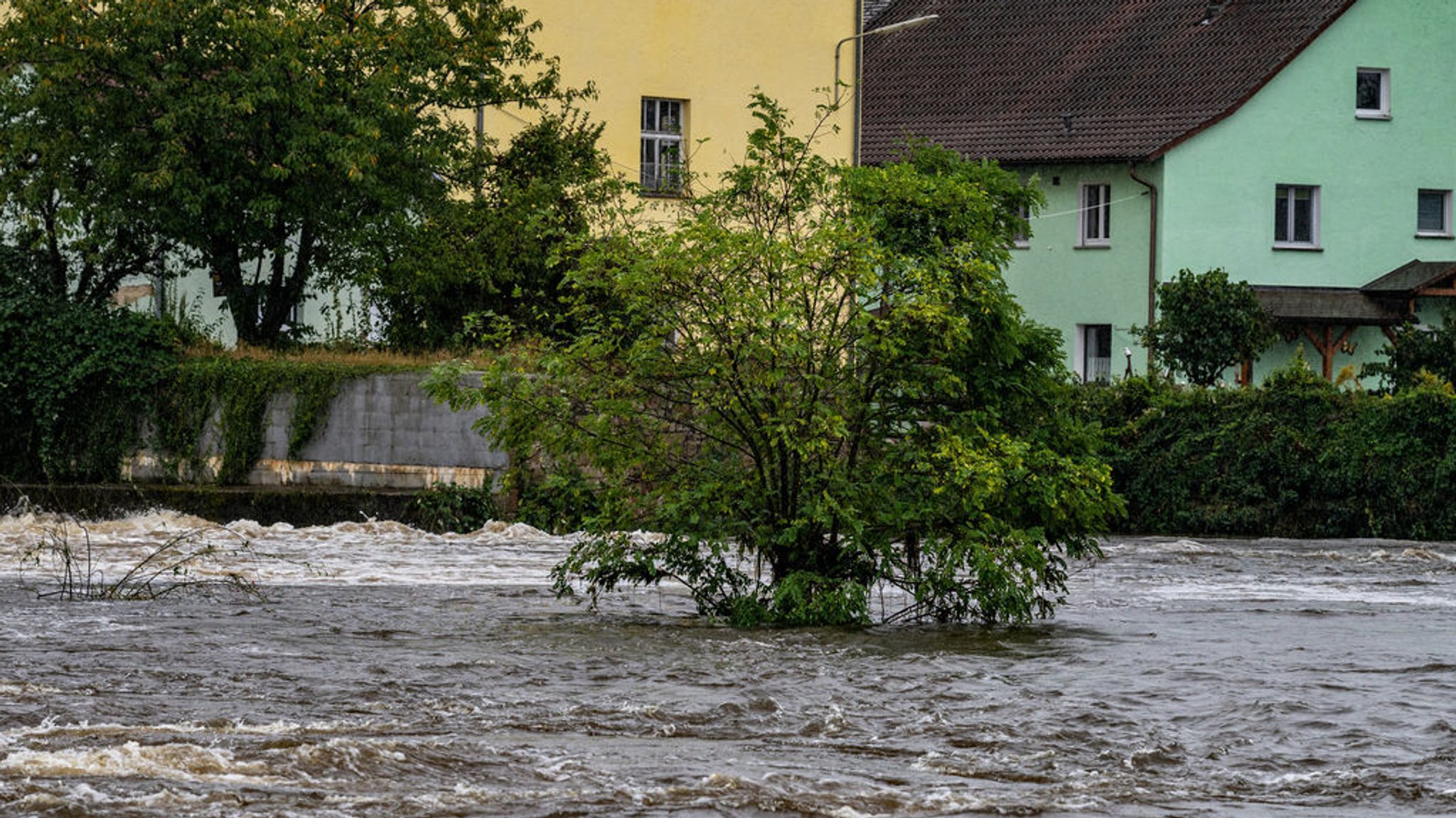 16.09.2024, Bayern, Cham: Ein Baum steht im Hochwasser des Flusses Regen.