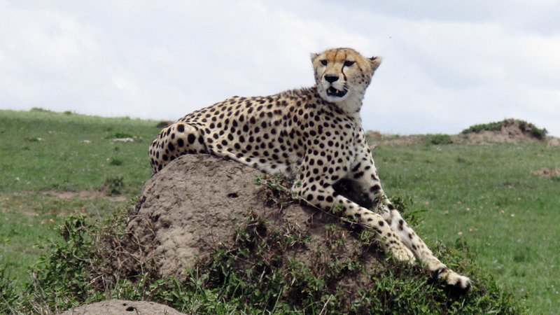 Gepard im Masai-Mara-Nationalpark