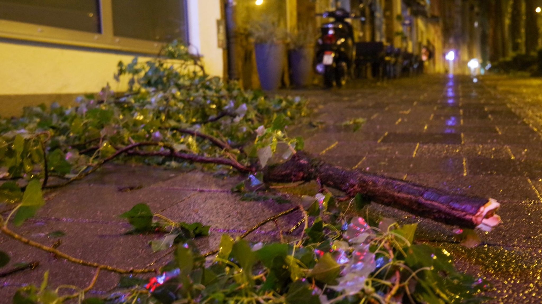 Vom Gewitter abgerissene Äste auf einem Fußgängerweg in München. | Bild: BR / Henning Pfeifer Vom Gewitter abgerissene Äste auf einem Fußgängerweg in München.