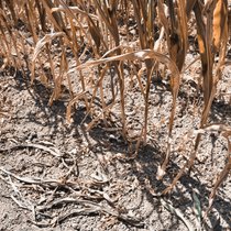 Soziale Folgen des Klimawandels - Die unsichtbaren Opfer | Bild: picture alliance / Bildagentur-online/Ohde 