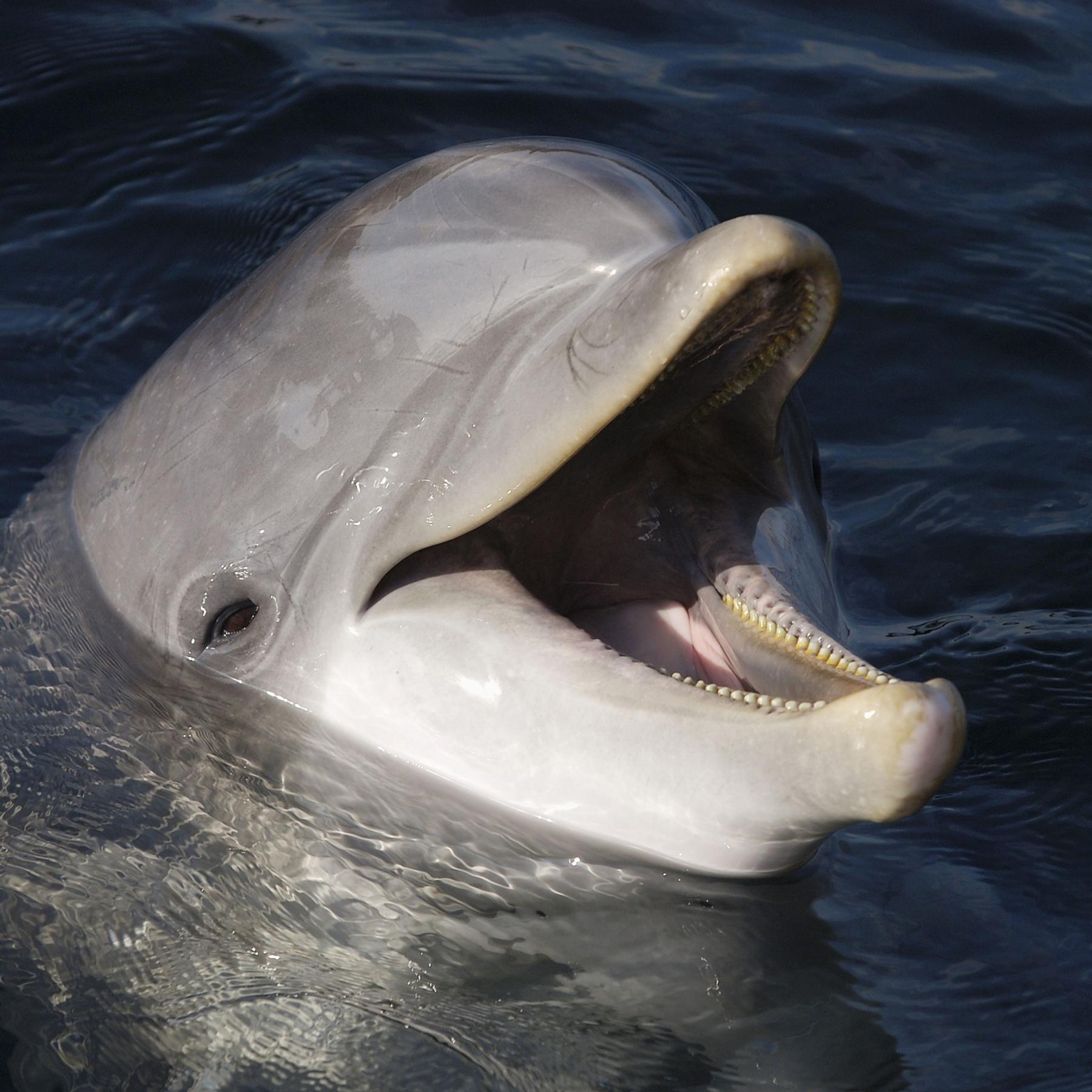 Mit Tieren reden - Ist KI der Schlüssel?