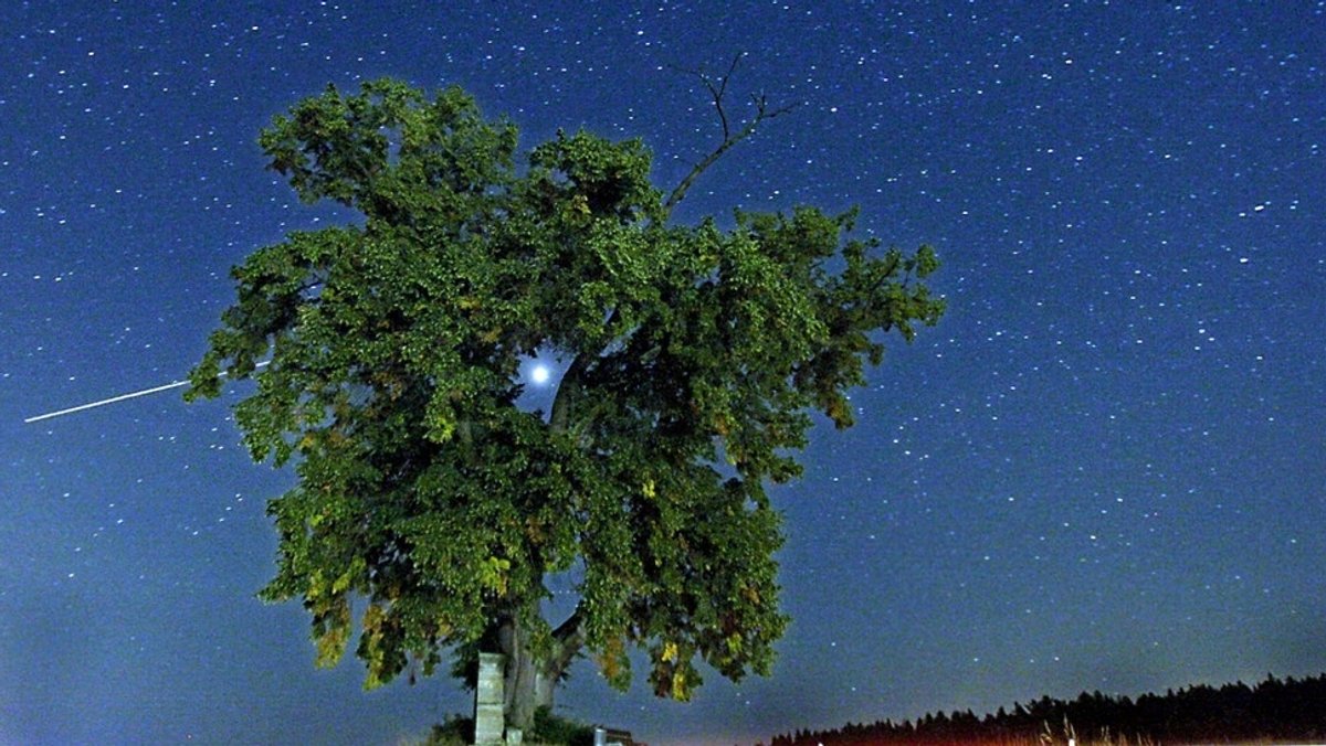 Sternenhimmel hinter einem Baum