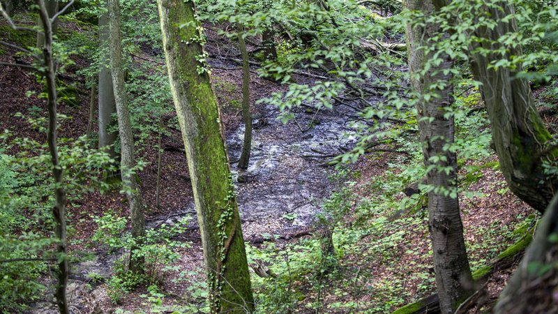 ARCHIV - 01.08.2023, Nordrhein-Westfalen, Königswinter: Blick auf ein Waldstück mit feuchtem Boden im Siebengebirge. (zu dpa «Waldboden ist Boden des Jahres 2024») Foto: Thomas Banneyer/dpa +++ dpa-Bildfunk +++