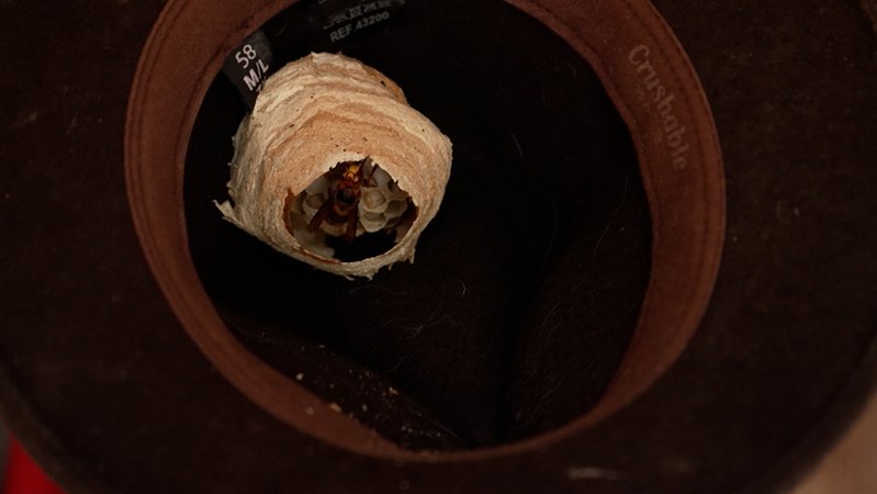 Kleines Hornissennest in einem Hut | Bild: BR Kleines Hornissennest in einem Hut