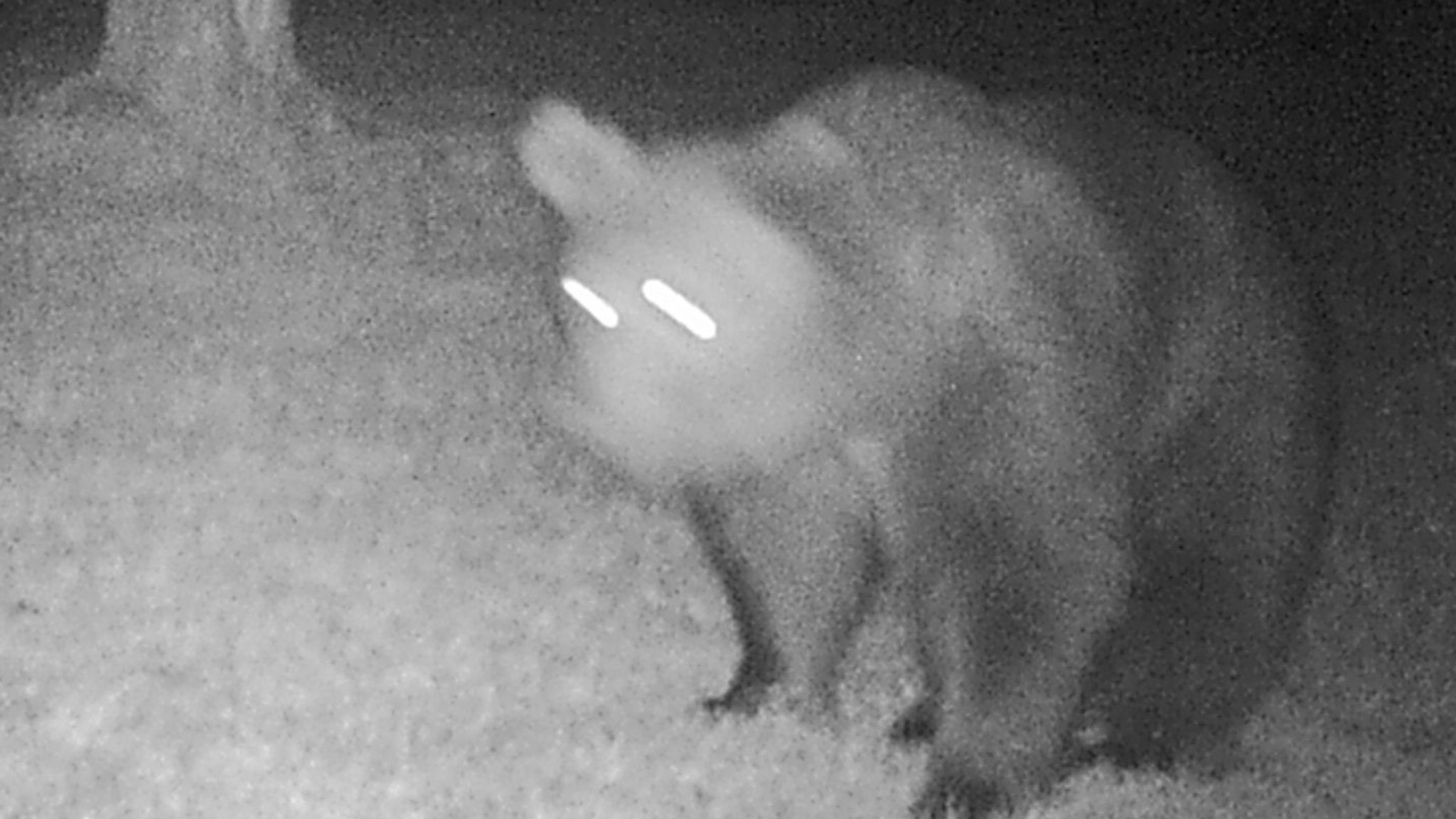 Ein Braunbär ist am 30. April in eine Fotofalle im südlichen Landkreis Garmisch-Partenkirchen getappt