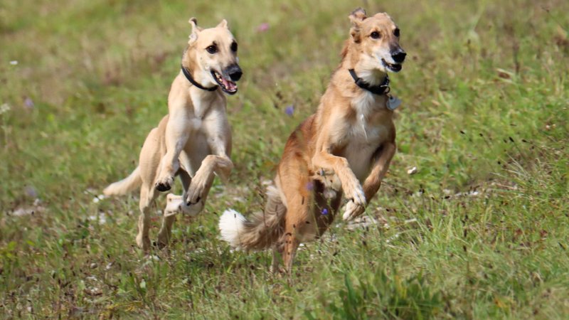 Freier Auslauf dient dem Erkundungs-, Bewegungs- und Sozialverhalten von Hunden und gehört zu artgerechter Haltung. Sicher muss es trotzdem sein | Bild: BR / Michael Kraa Freier Auslauf dient dem Erkundungs-, Bewegungs- und Sozialverhalten von Hunden und gehört zu artgerechter Haltung. Sicher muss es trotzdem sein