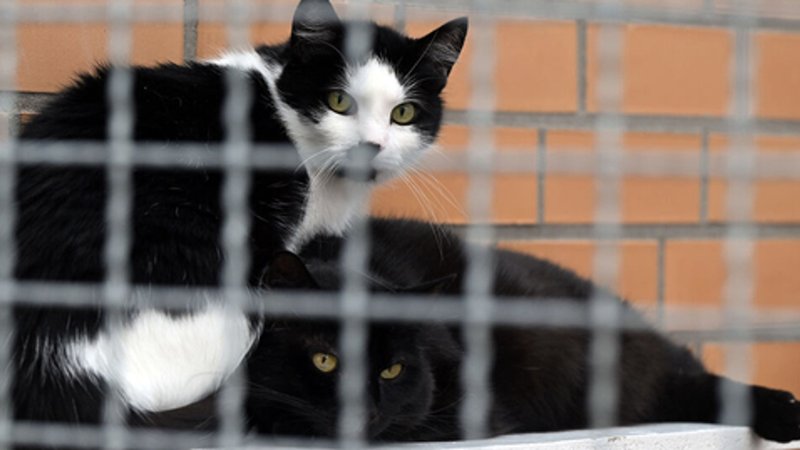 Zwei Katzen, eine schwarz-weiß, die andere ganz schwarz, sitzen in einem Gehege eines Tierheims.